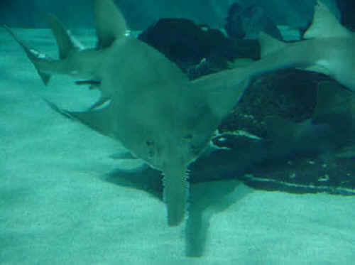 shark photo