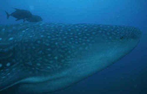 Tiburones ballena