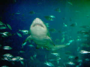 Tiburones bacota