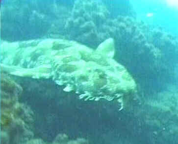 Tiburones alfombra