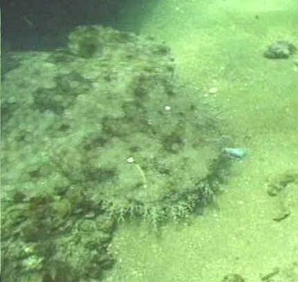 Tiburones alfombra