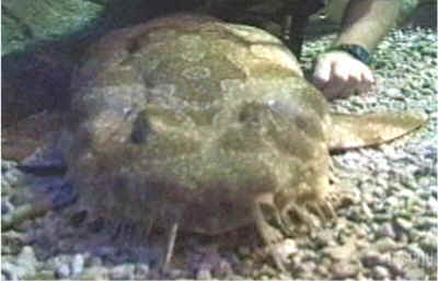 Tiburones alfombra