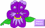 Pansy Purpura