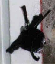 araña