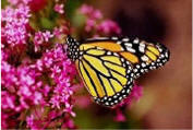 Datos sobre la mariposa monarca