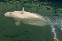 Rompecabeza en línea - ballena beluga