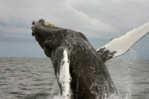 Rompecabeza en línea - ballena jorobada