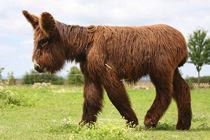 Rompecabeza en línea - Poitou burro