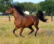 Rompecabeza en línea - caballo
