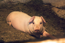 Rompecabeza en línea - cerdo