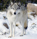 Rompecabeza en línea - un lobo norte de la madera