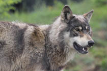 Rompecabeza en línea - lobo sonriente