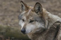 Rompecabeza en línea - un lobo mexicano