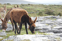 Rompecabeza en línea - burro gris